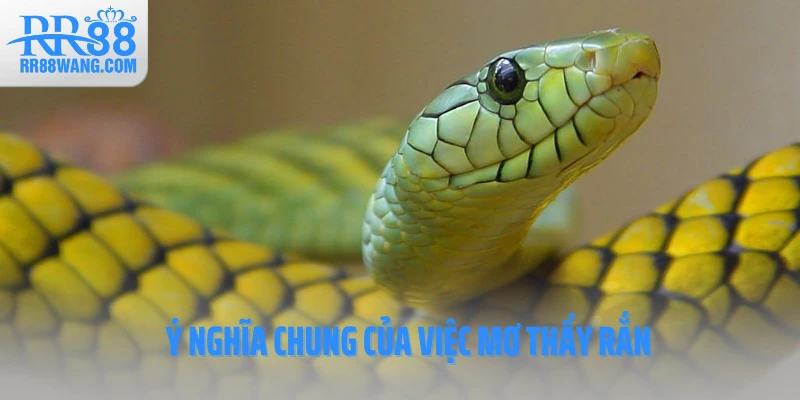 Ý nghĩa chung của việc mơ thấy rắn Ý nghĩa chung của việc mơ thấy rắn